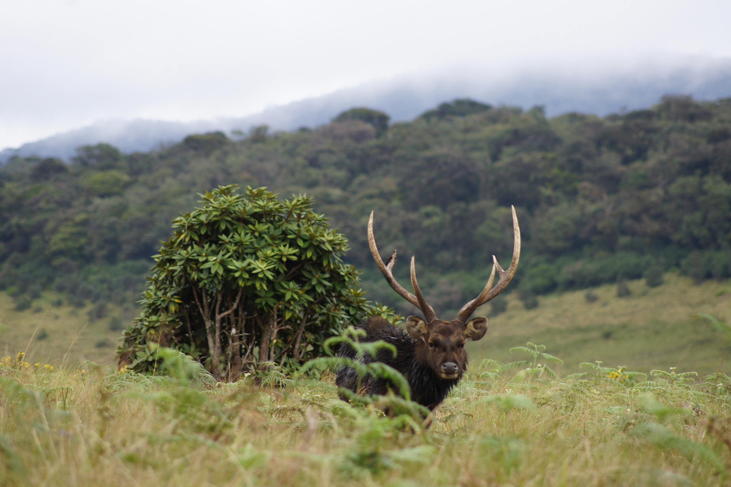 horton plains national park (sri lanka).webp